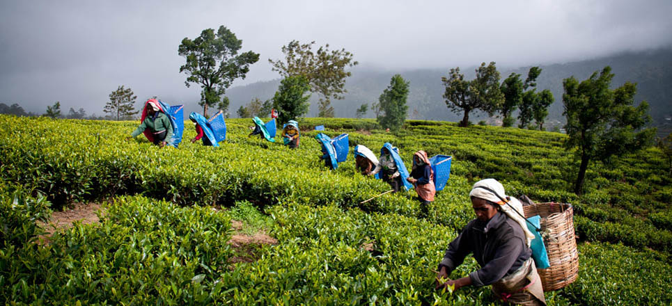CEYLON TEA